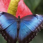 happy blue butterfly