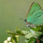 happy green butterfly